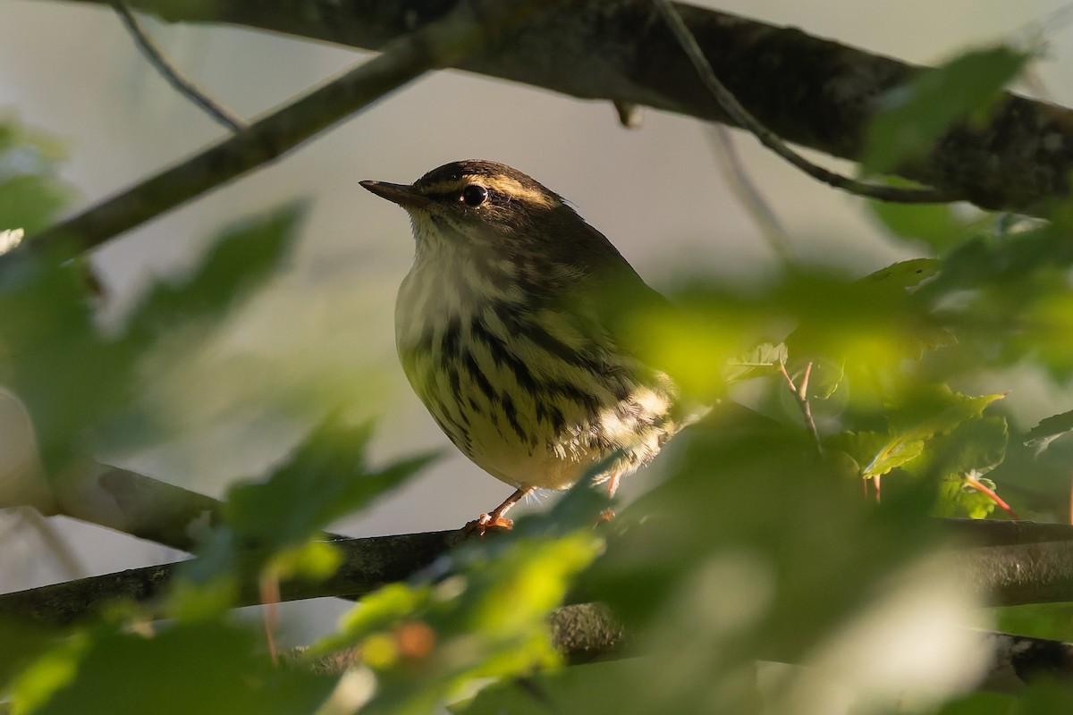 Northern Waterthrush - ML641767456