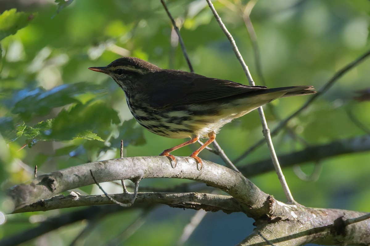 Northern Waterthrush - ML641767457