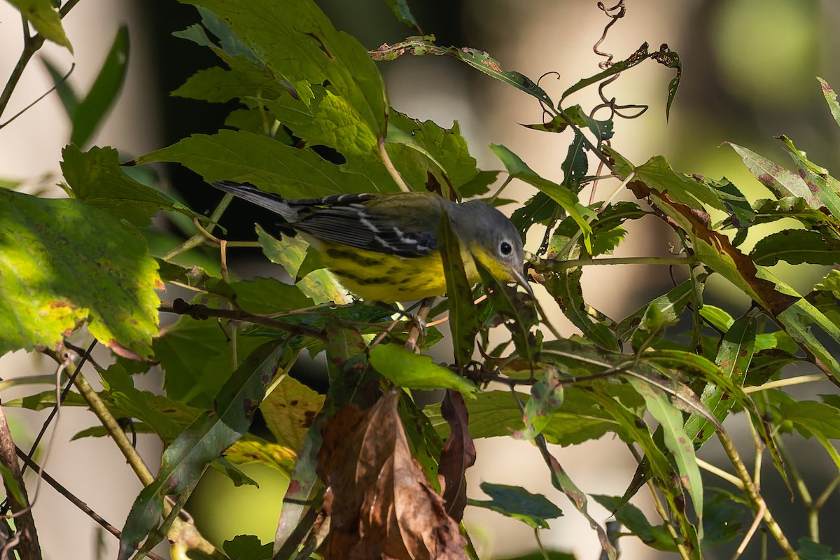 Magnolia Warbler - ML641767458