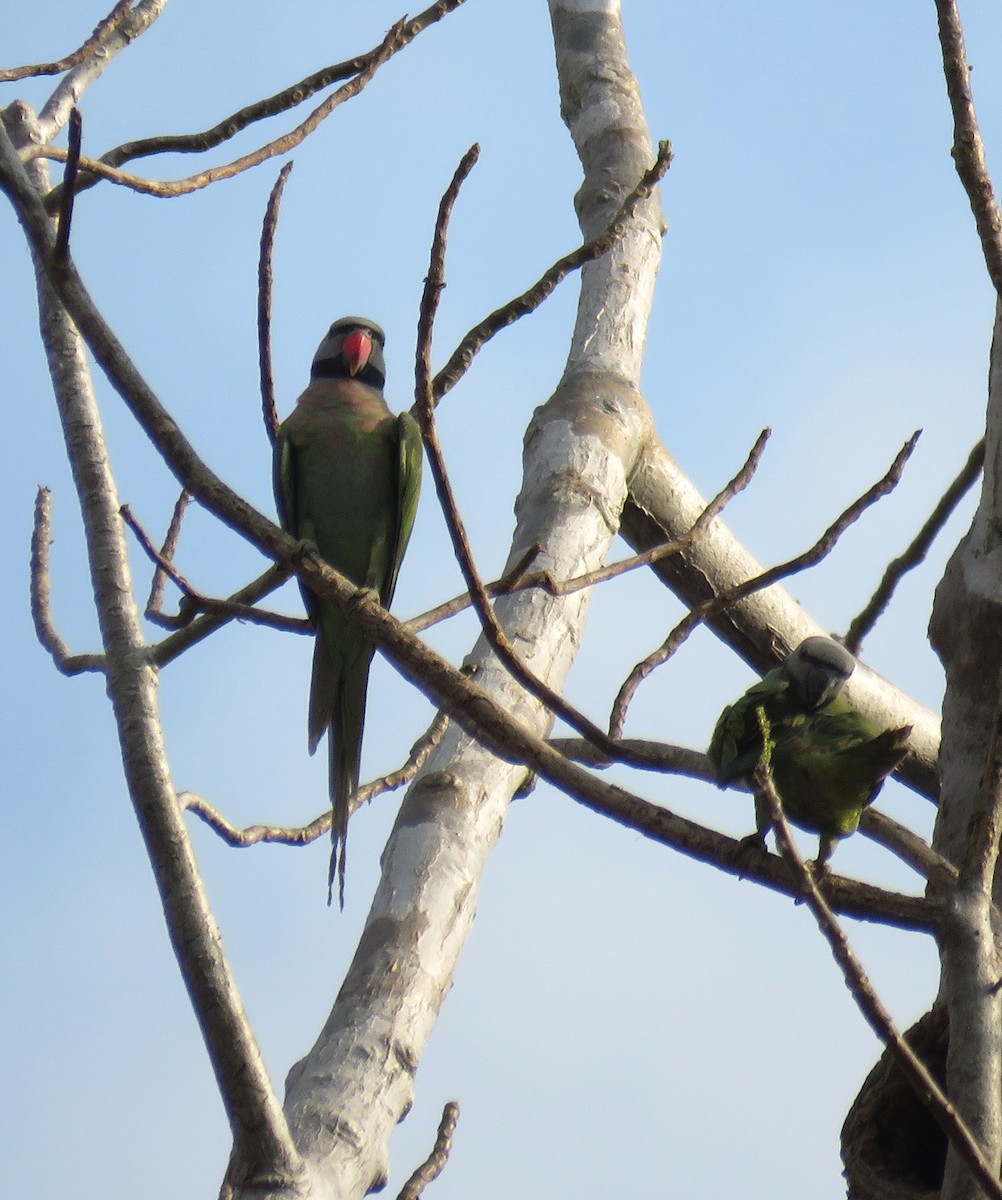 Red-breasted Parakeet - ML641767459