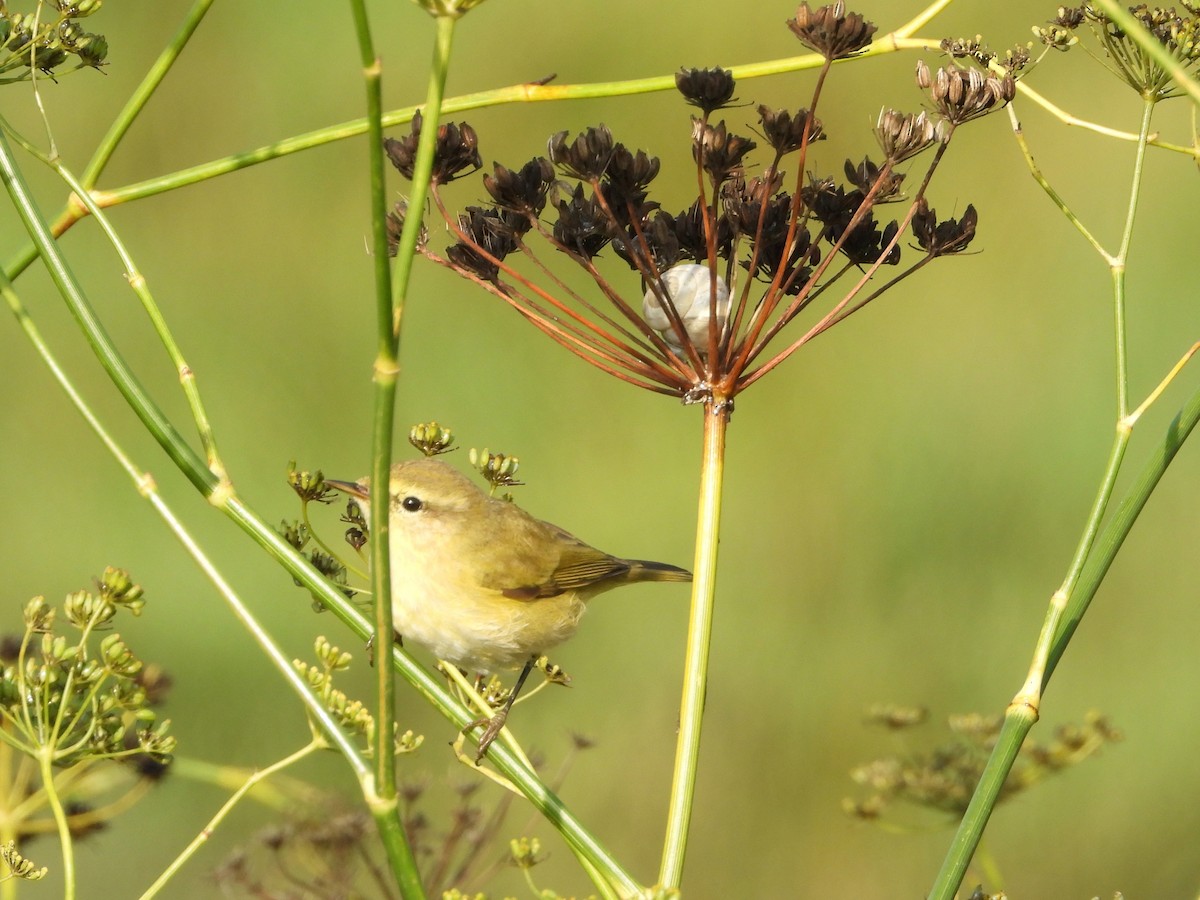 Common Chiffchaff - ML641767498
