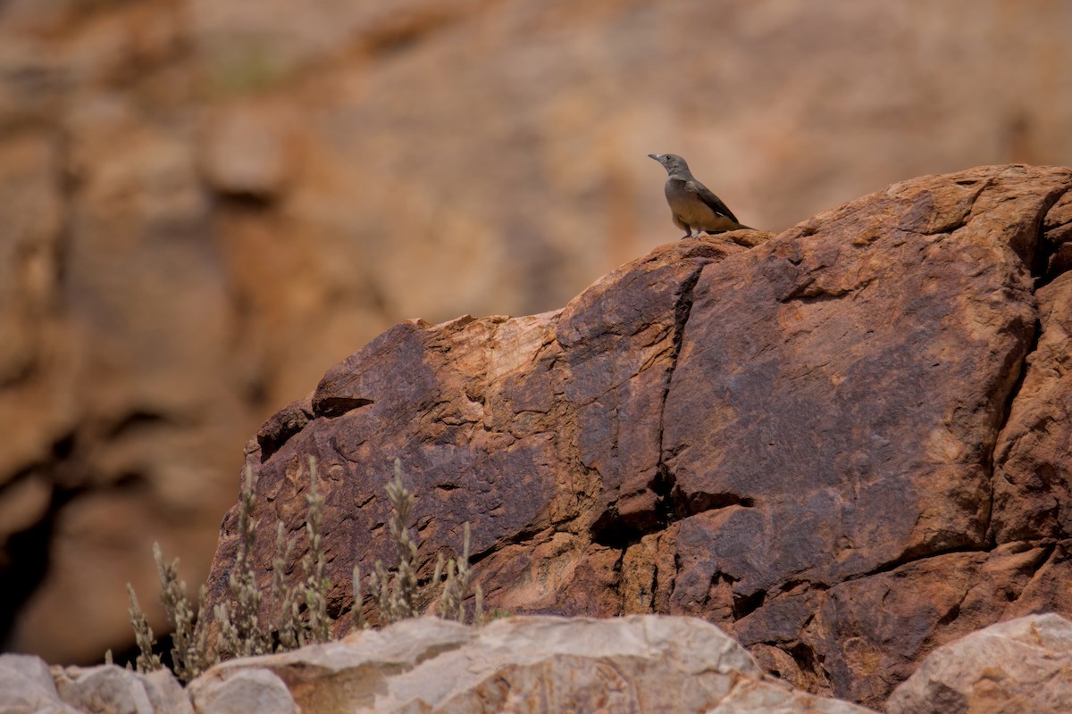 Sandstone Shrikethrush - ML641767521