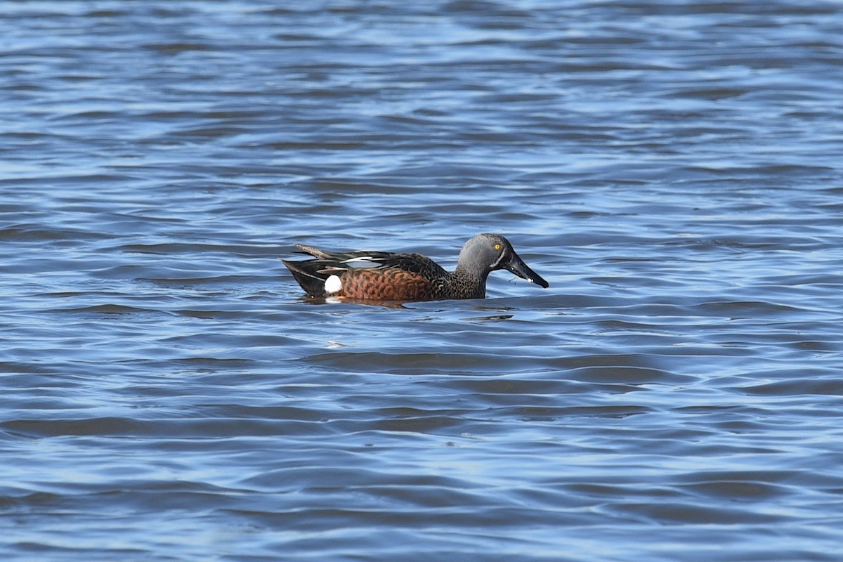 Canard bridé - ML641767593