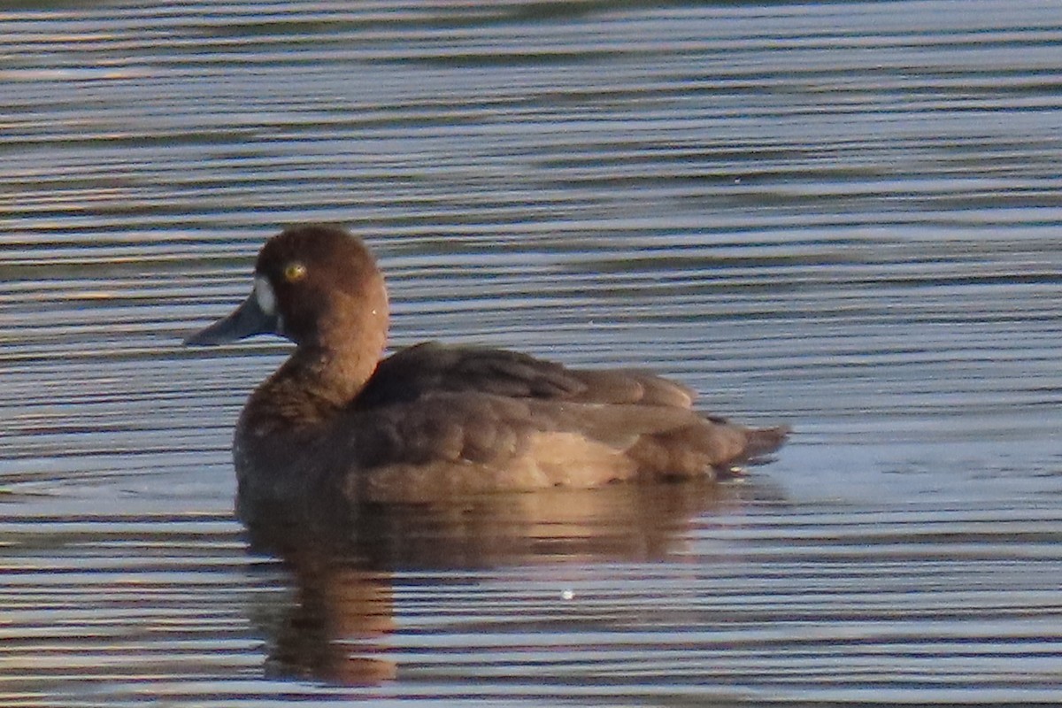 Lesser Scaup - ML641767597