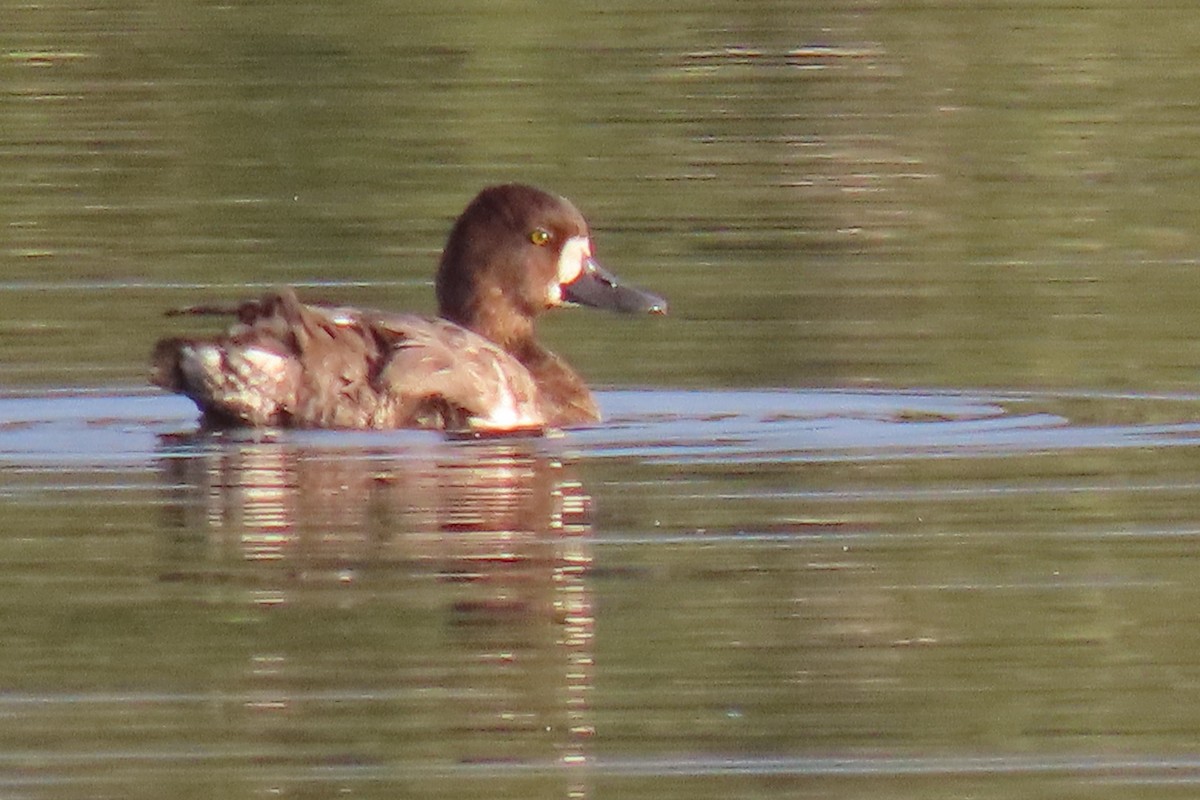Lesser Scaup - ML641767599