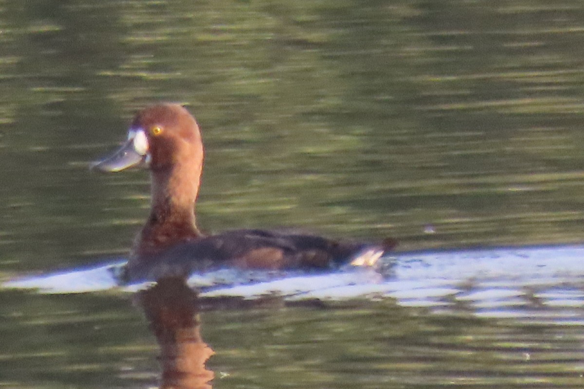 Lesser Scaup - ML641767603