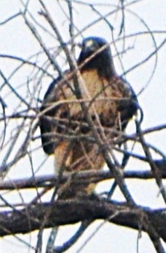 Red-tailed Hawk - ML641767605