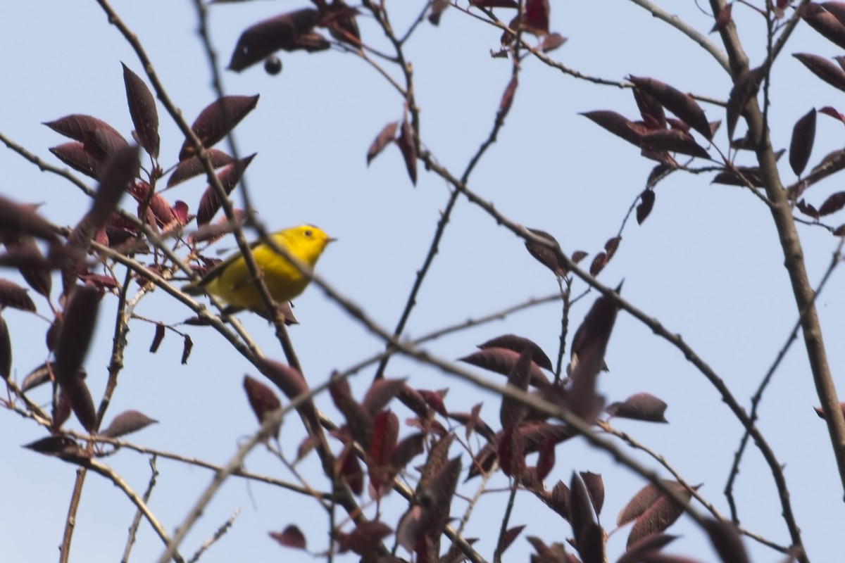 Wilson's Warbler - ML641767614
