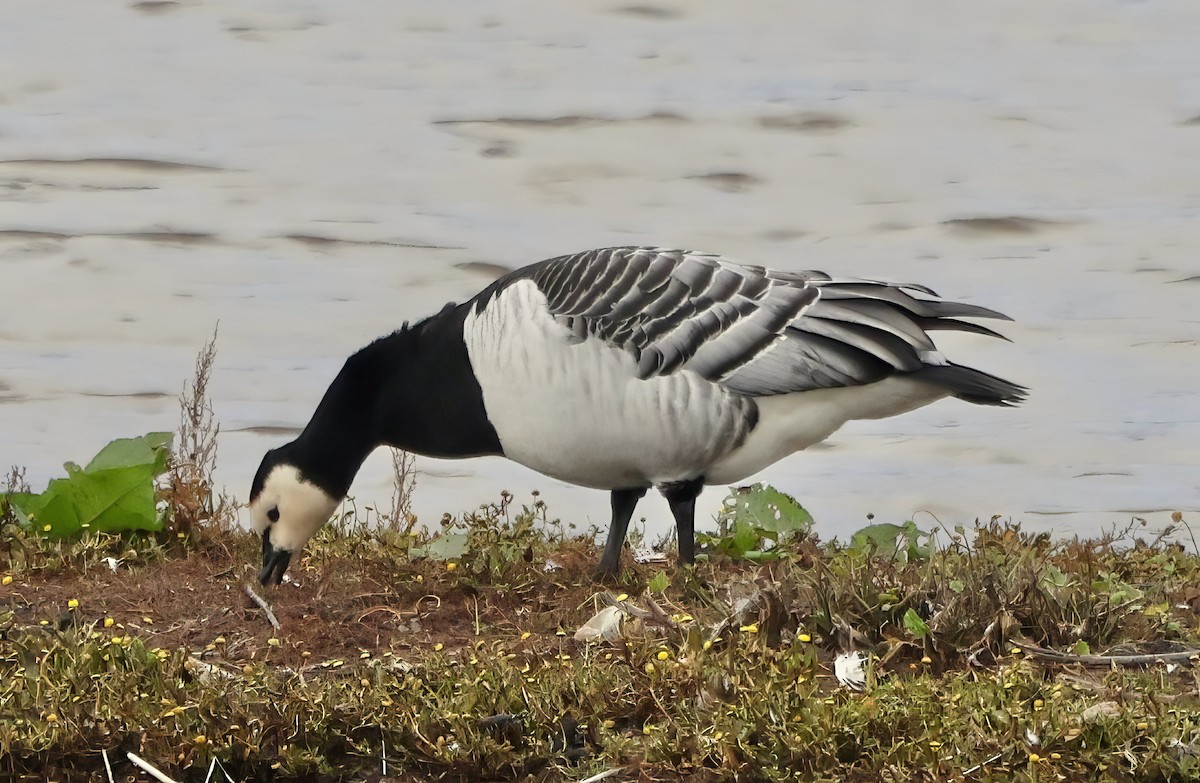 Barnacle Goose - ML641767633