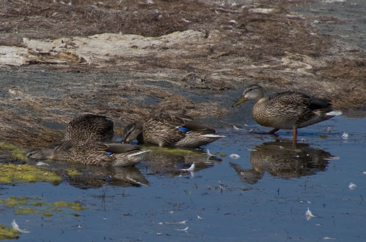 Mallard - ML641767635