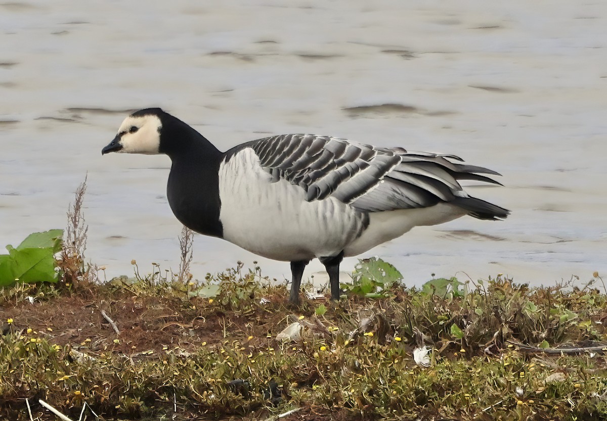 Barnacle Goose - ML641767638