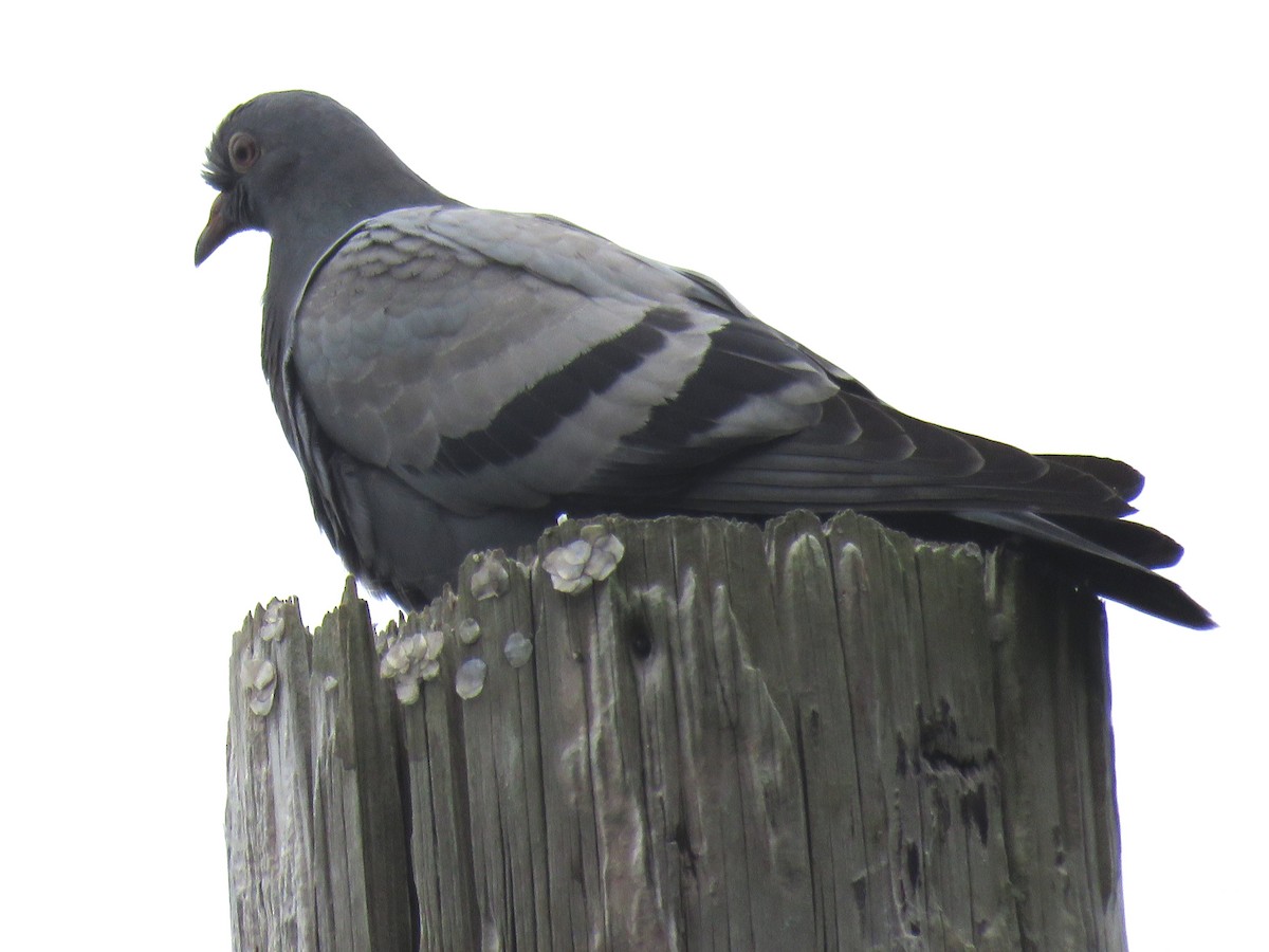 Rock Pigeon (Feral Pigeon) - ML641767639