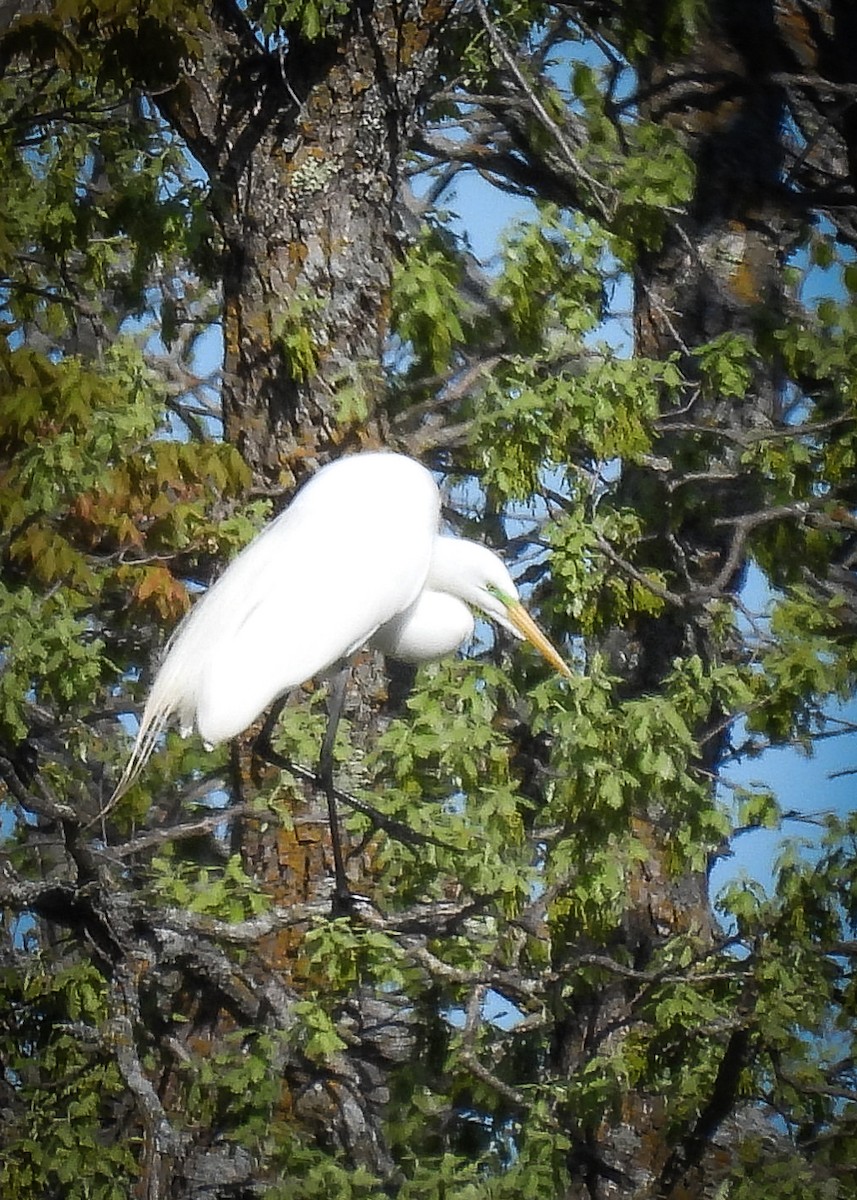 Great Egret - ML641767661