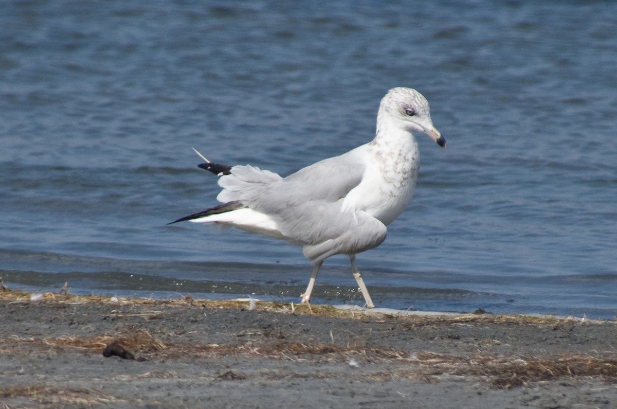 Ring-billed Gull - ML641767697