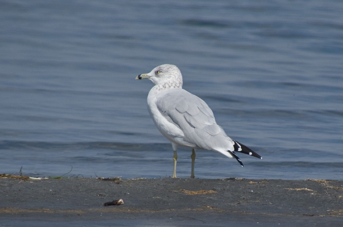 Ring-billed Gull - ML641767699