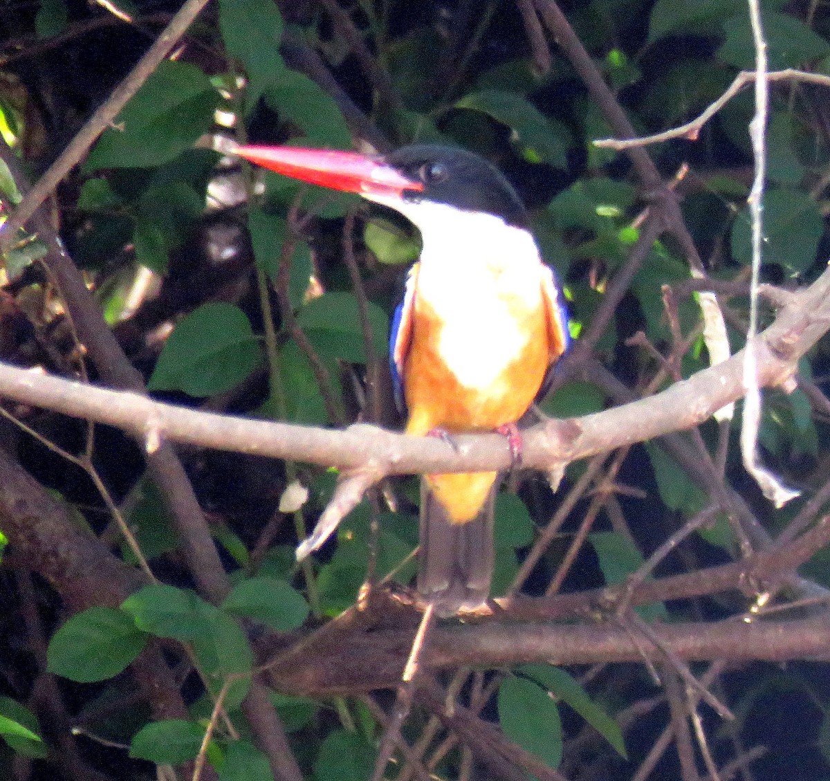 Black-capped Kingfisher - ML641767722