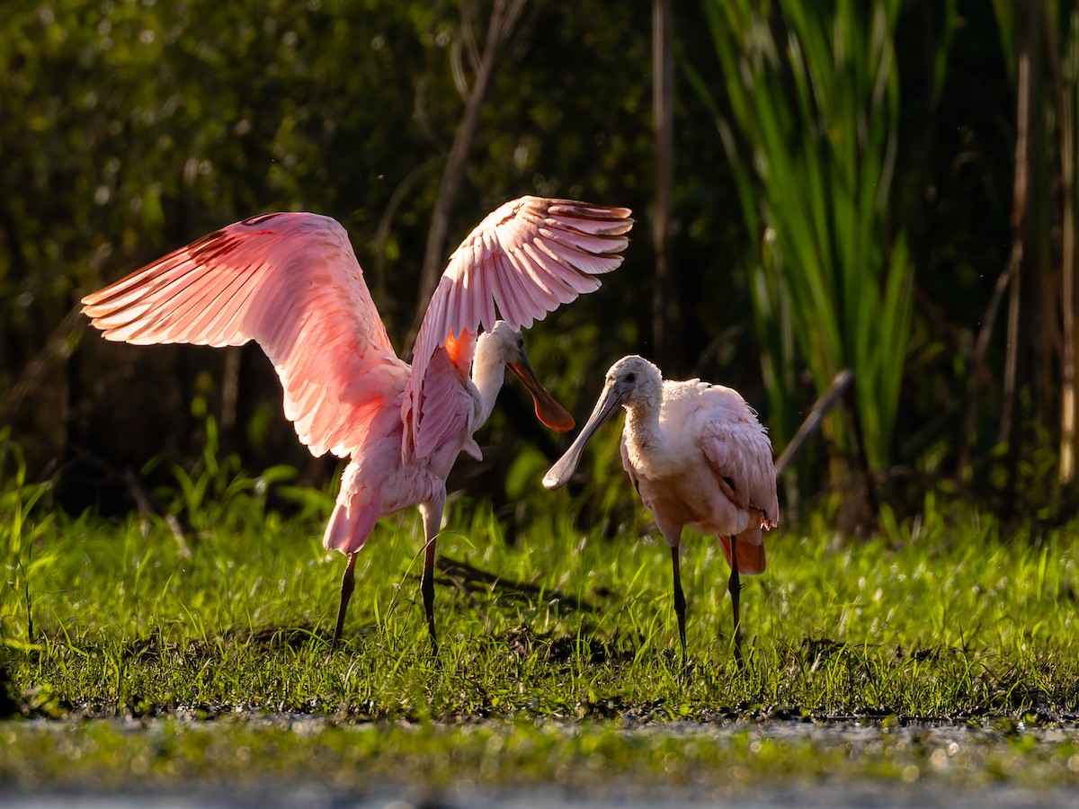 Roseate Spoonbill - ML641767734