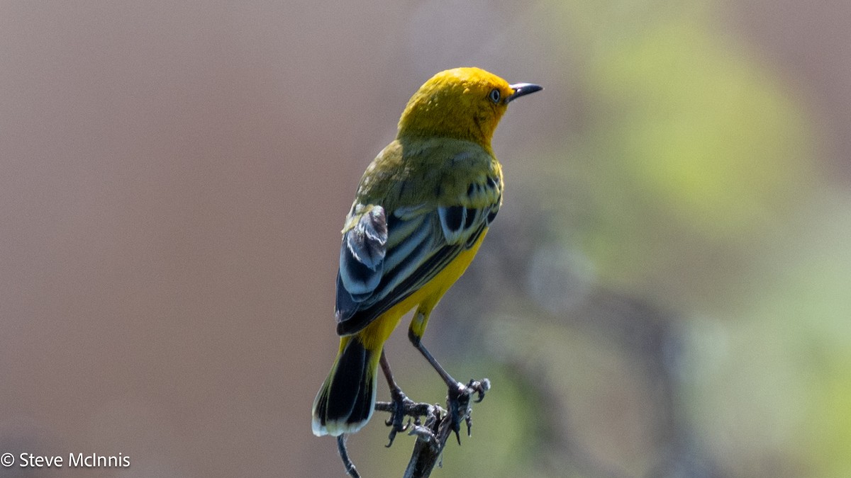 Yellow Chat - ML641767742