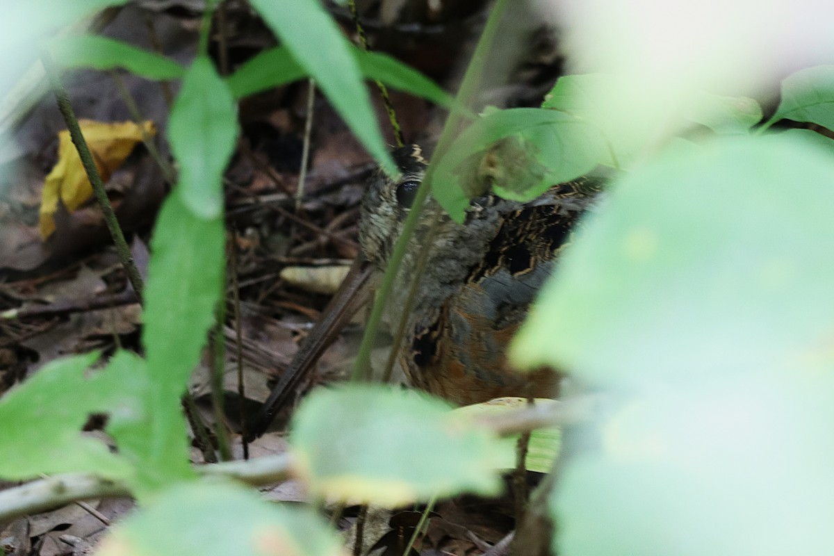American Woodcock - ML641767764