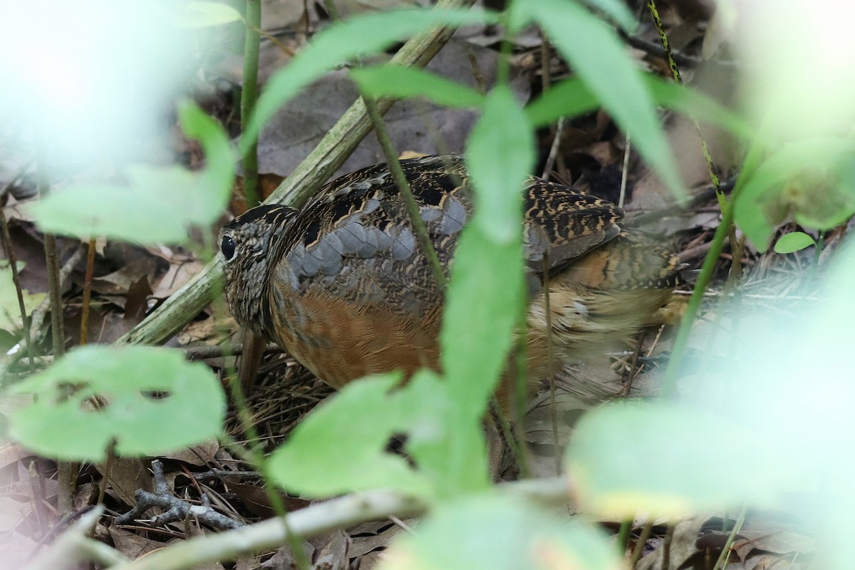 American Woodcock - ML641767765