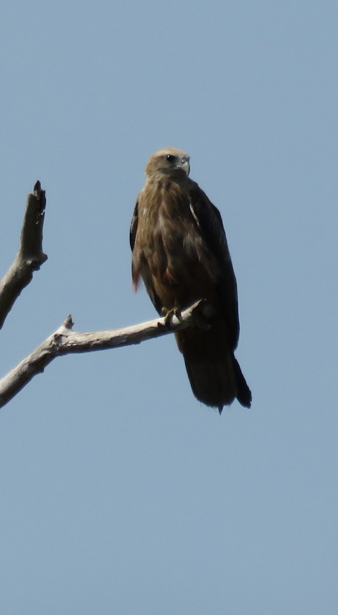 Brahminy Kite - ML641767782