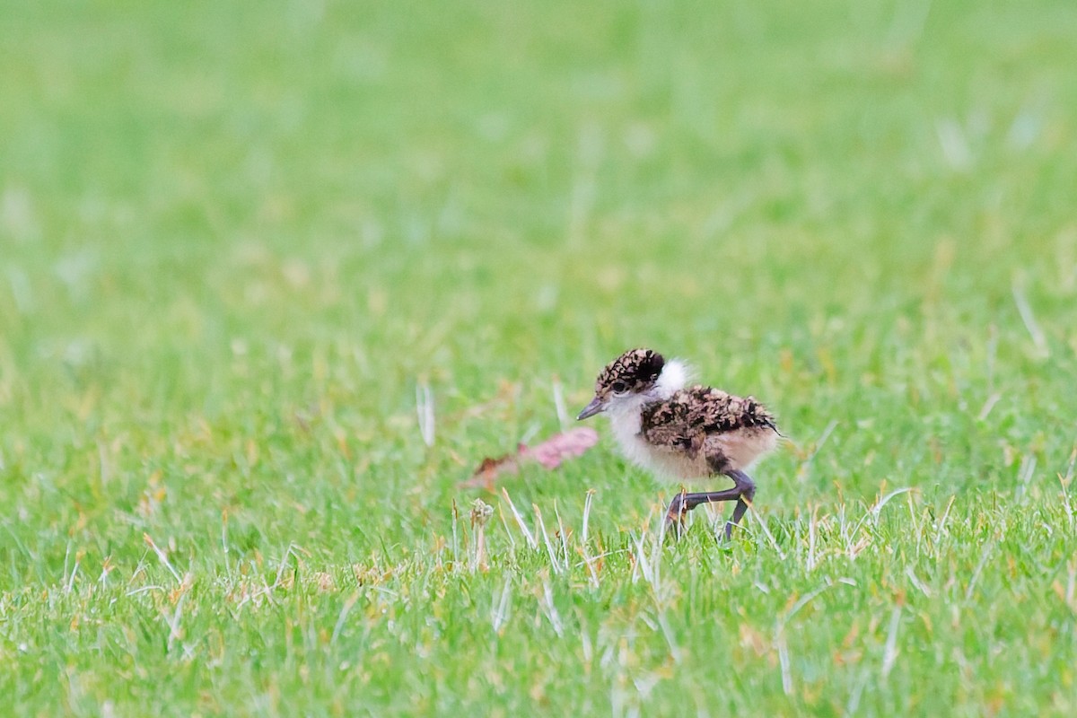Masked Lapwing - ML641767783