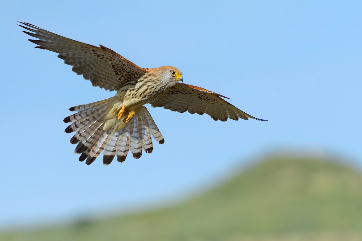 Lesser Kestrel - ML641767796