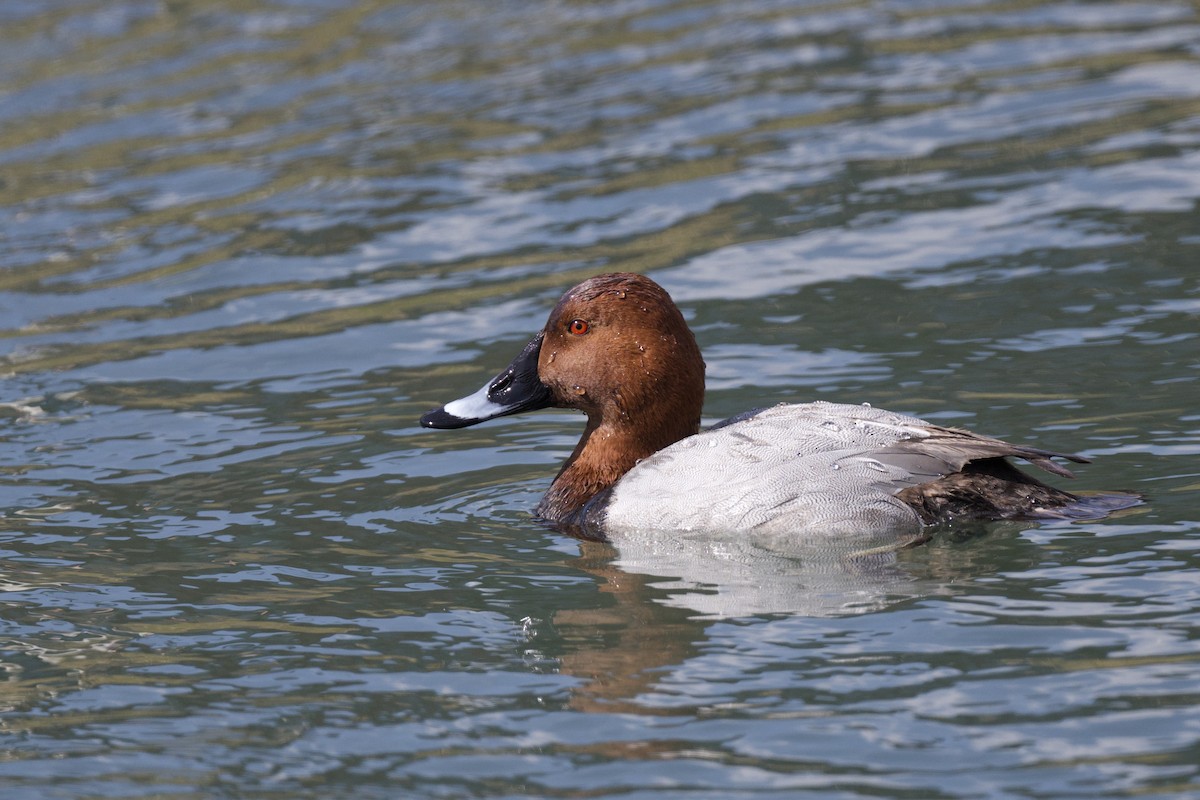 Common Pochard - ML641767856