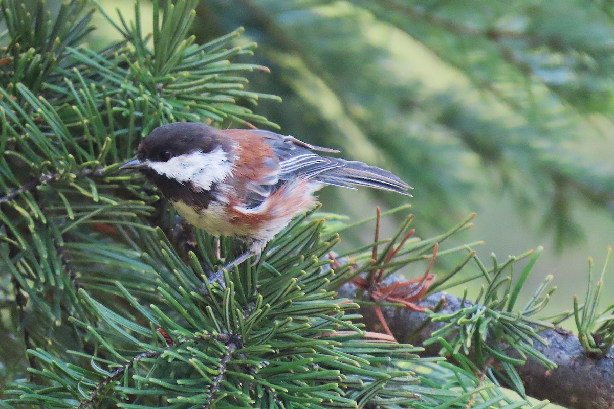 Chestnut-backed Chickadee - ML641767869