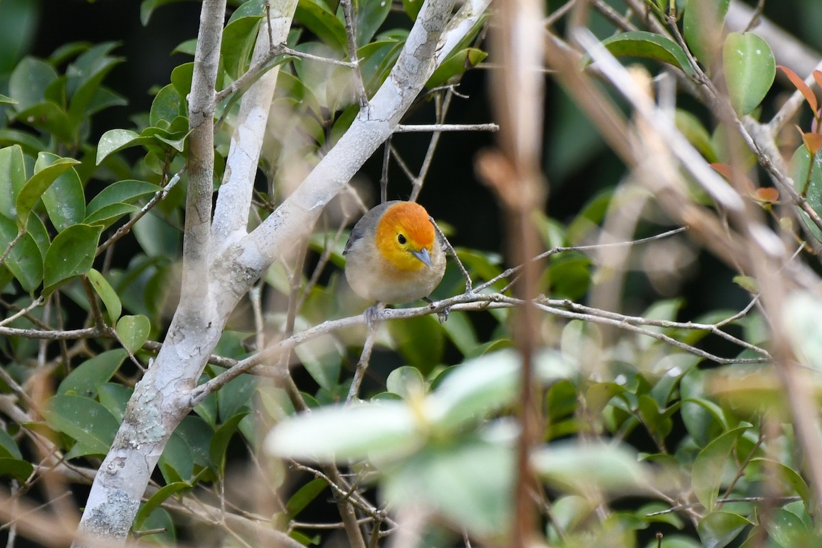 Orange-headed Tanager - ML641767890