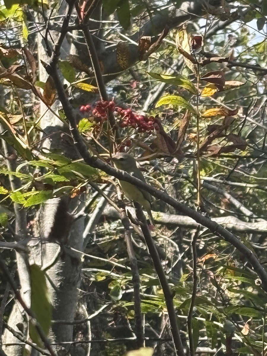 Philadelphia Vireo - ML641767918