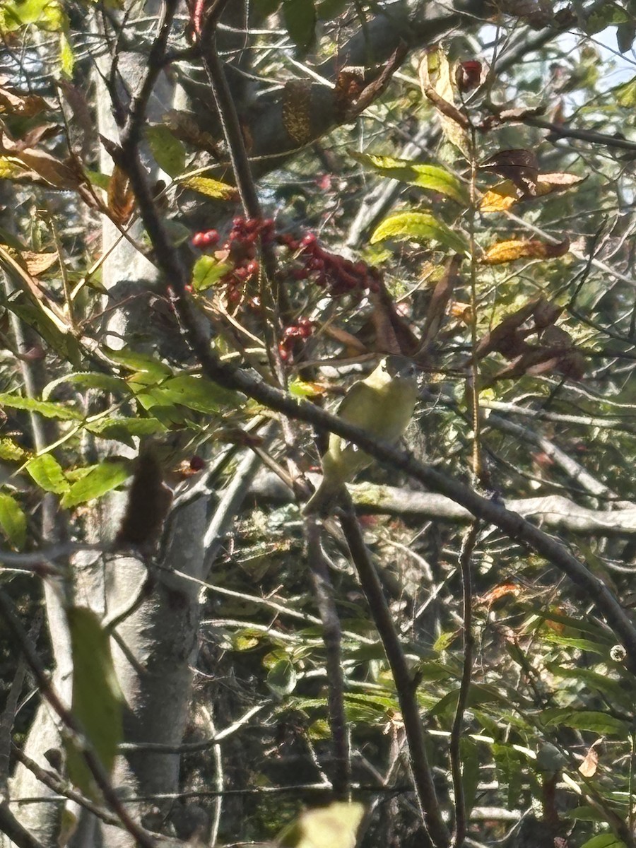 Philadelphia Vireo - ML641767919