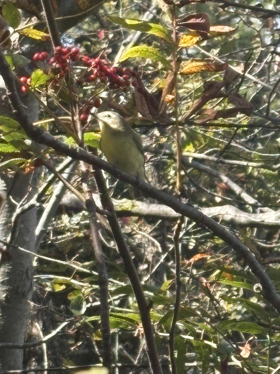 Philadelphia Vireo - ML641767920
