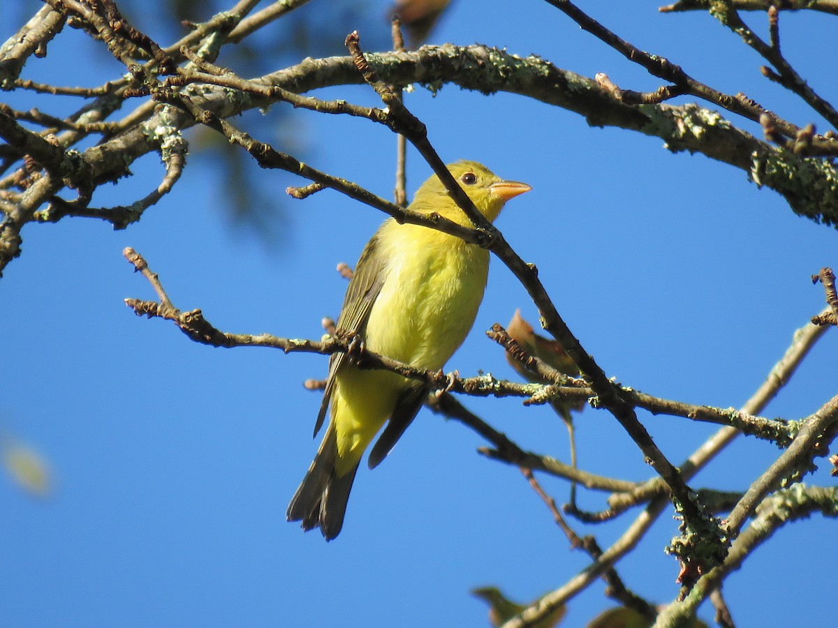Scarlet Tanager - ML641767932