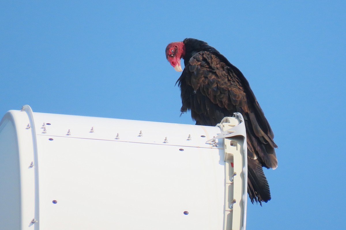 Turkey Vulture - ML641767938