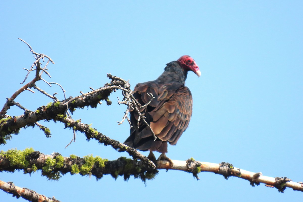 Turkey Vulture - ML641767939