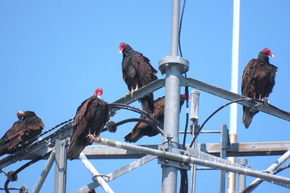 Turkey Vulture - ML641767940