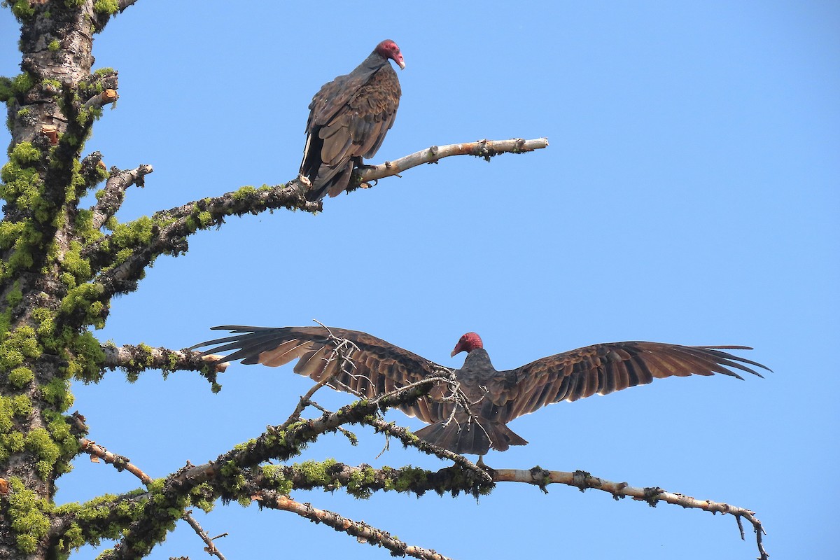 Turkey Vulture - ML641767941