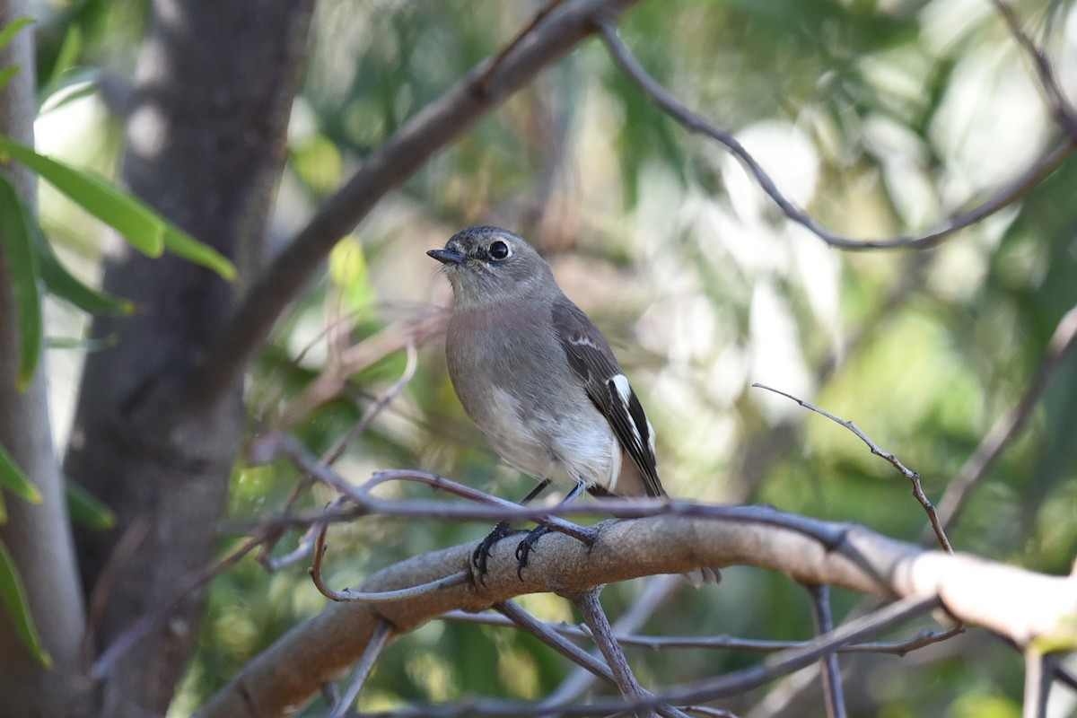 Flame Robin - ML641767951