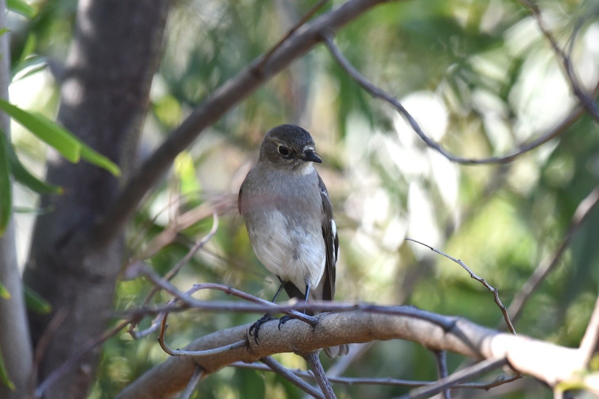 Flame Robin - ML641767952