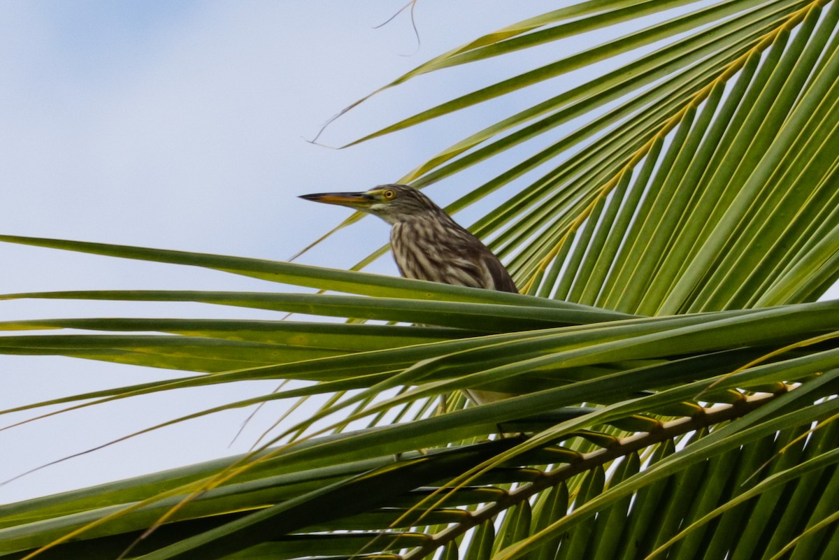 Chinese Pond-Heron - ML641767957