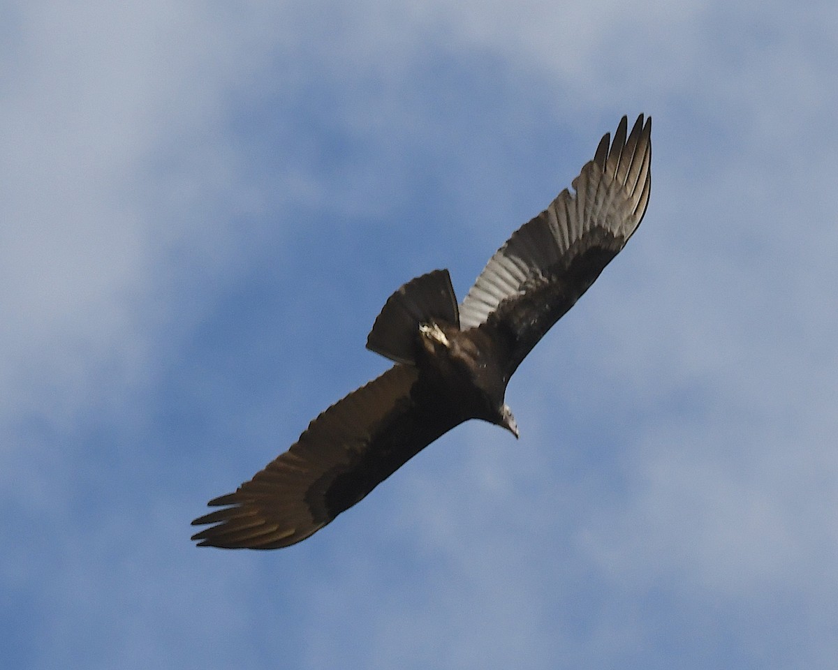 Turkey Vulture - ML641767958