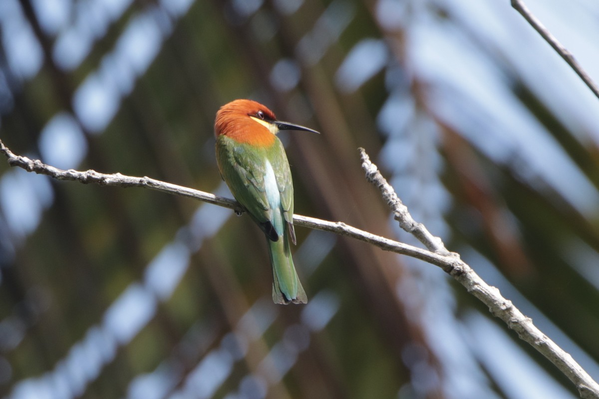 Chestnut-headed Bee-eater - ML641767974