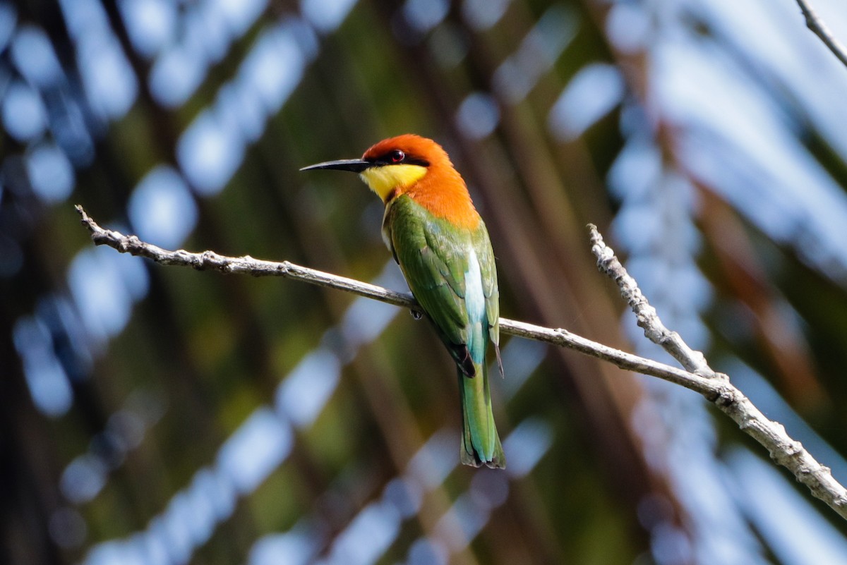 Chestnut-headed Bee-eater - ML641767976