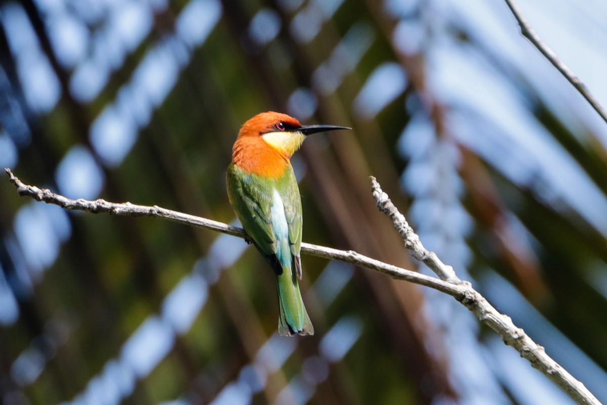 Chestnut-headed Bee-eater - ML641767977