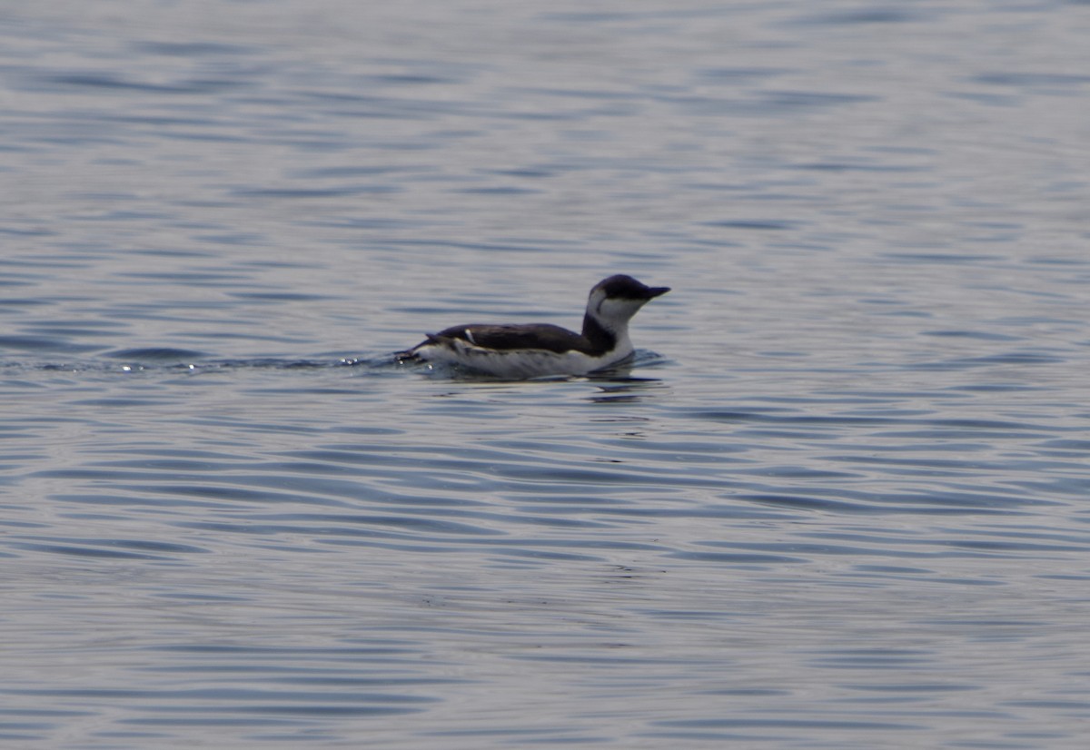 Common Murre - ML641767984
