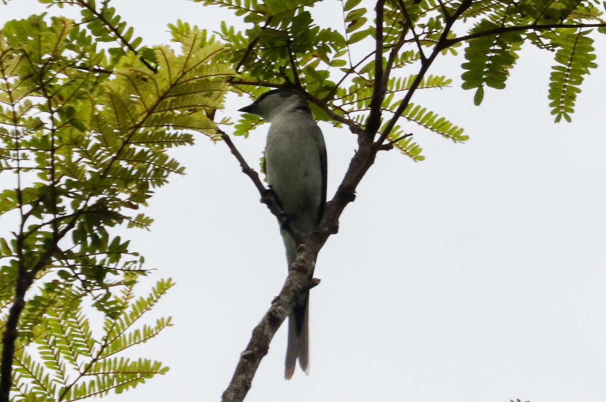 Minivet Ceniciento - ML641768004