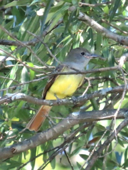 Great Crested Flycatcher - ML641768005