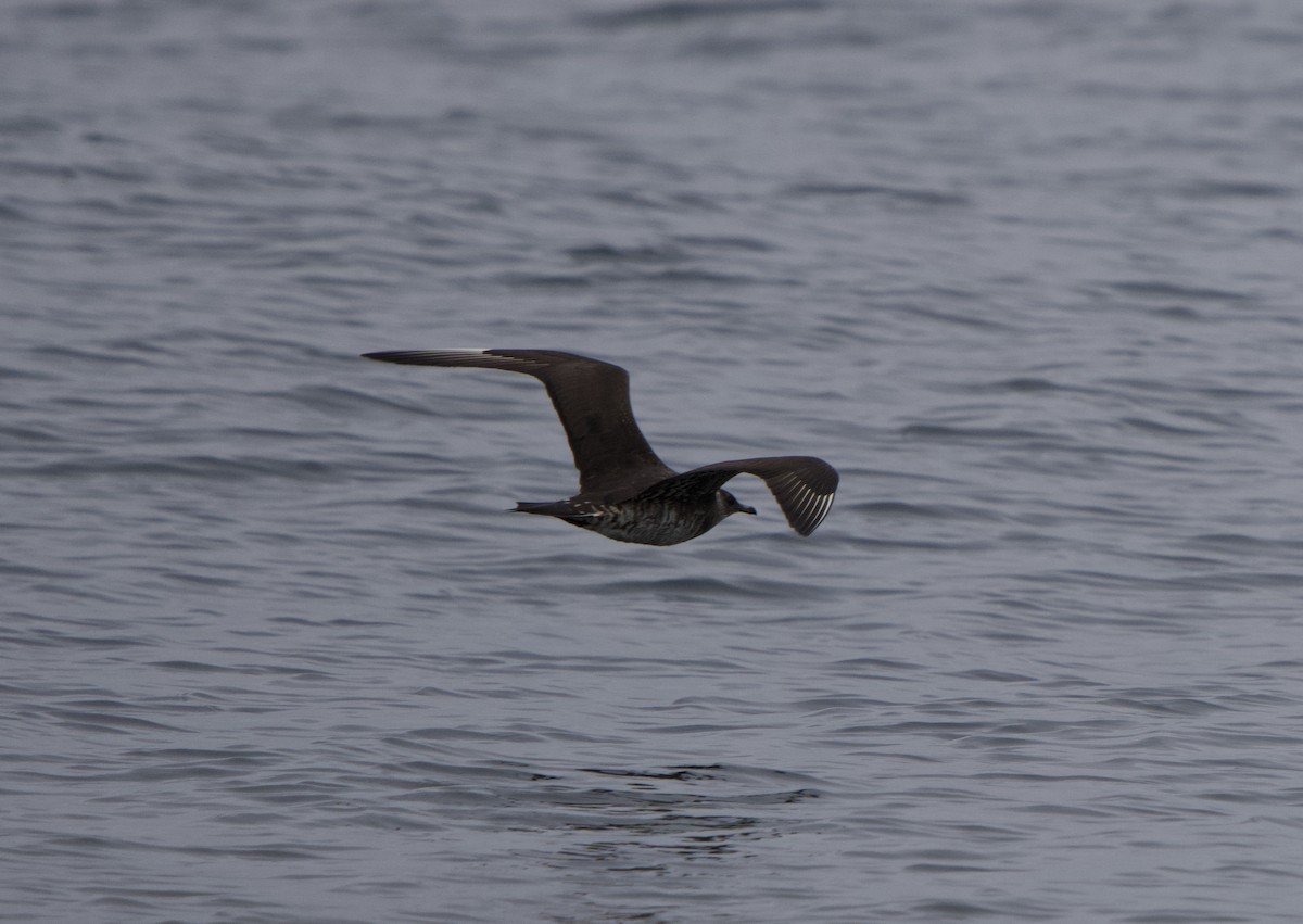 Parasitic Jaeger - ML641768015