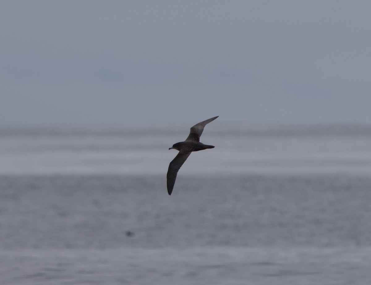 Sooty Shearwater - ML641768026